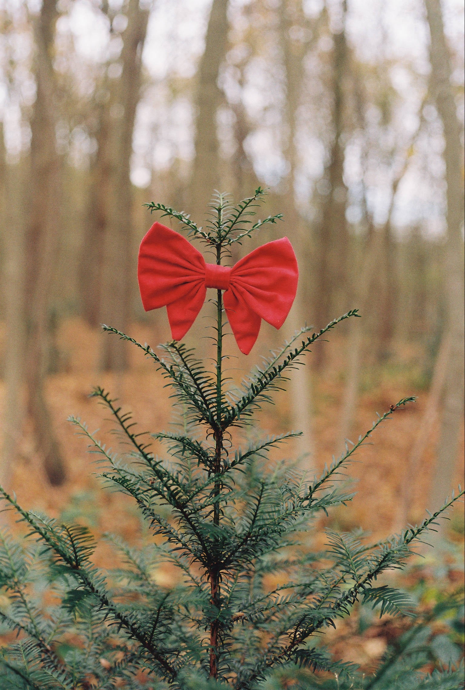 Bow Barrette - Los Angeles - Candy Red